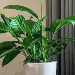 Tips Memilih Tempat Terbaik untuk Tanaman Peace Lily di Rumah