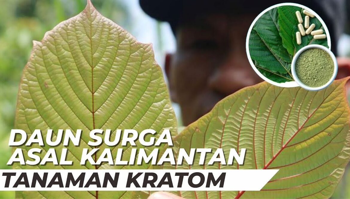 Kratom Daun Surga Indonesia yang Diburu Dunia, Ini Khasiatnya