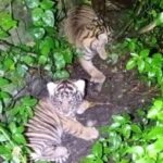 Nunuk & Ninik, Anak Harimau Sumatera Lahir di Sanctuary