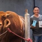Unik! Beli Sapi Kurban di Pasuruan Dapat HP Gratis
