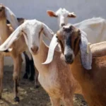 Bolehkah Berkurban untuk Orang Meninggal? Ini Kata Ulama