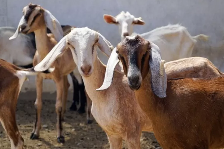 Bolehkah Berkurban untuk Orang Meninggal? Ini Kata Ulama